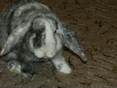 Кролик породы "карликовый вислоухий баран"