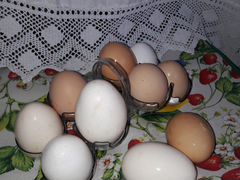 Яйца куриные домашние деревенские