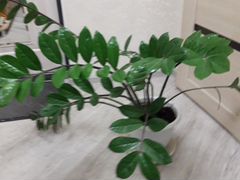 Замиокулькас или долларовое дерево. Комнатное раст
