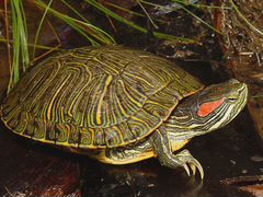 Большая красноухая черепаха