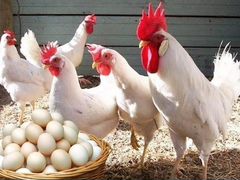 Яйцо инкубационное леггорн, цыплята