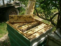 Пчелосемьи с матками породы Кордован