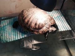 Черепаха Ириска