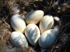 Инкубационные гусиные яйца