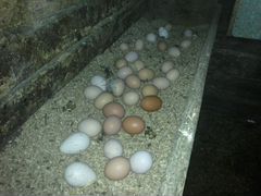Инкубационное яйцо куры, утки, гуси, индюки, фазан