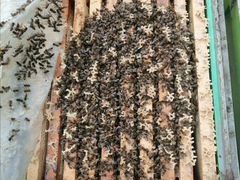 Миролюбивые пчелосемьи (местные) бакфаст