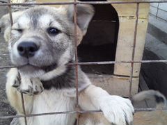 Собака Лайка Западно-Сибирская