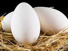 Инкубационные яйца гусей Линда