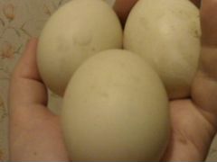 Яйца инкубационные мускусной утки