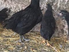 Цыпленок Чёрного австалорпа