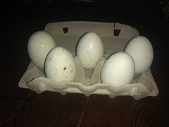 Икубационное яйцо Гусей породы Линда