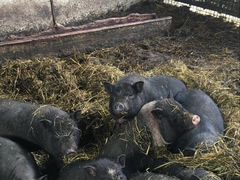 Свиньи вьетнамской породы