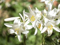 Лилия белая лечебная