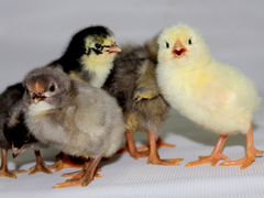 Цыплята несушки (инкубационные)
