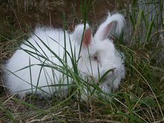 Кролики пуховые Ангорские