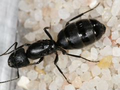 Муравьи Camponotus Vagus