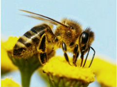 Продаю отводки пчел на плодных матках