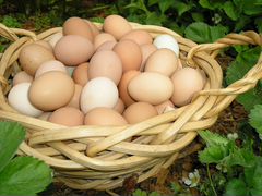 Яйцо инкубационное от домашних кур