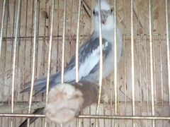 Попугай карелла обмен