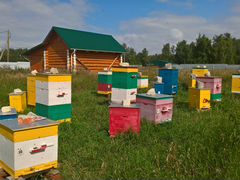 Пчелосемьи и пчелопакеты (карпатка и карника)