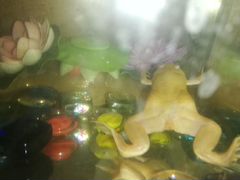 Лягушка с аквариумом