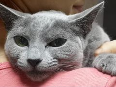 Русская голубая кошка 4.5 года ищет дом
