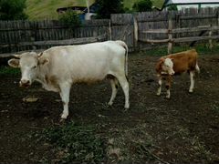 Телята (подсосные ) и корова с телёнком