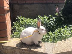 Кролик декоративный