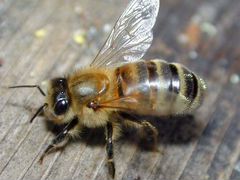 Отводки пчёл породы Бакфаст