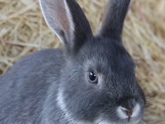 Продаются 3-х месячные кролики (серые, белые, черн