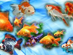 Золотые рыбы для аквариума и пруда(отбор)