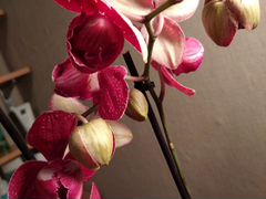 Орхидея фаленопсис кимано пилор