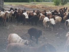 Овцы курдючной породы