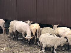 Баран и овцы