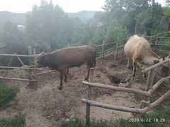Корова с бычком