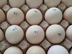 Инкубационное яйцо Кобб 700