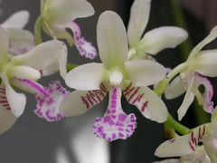 Орхидея Сидерея японика