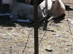 Продаются овца и баран