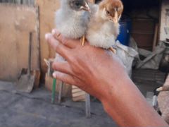 Двухнедельные цыплята.несушки домашние