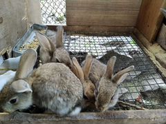 Самки вместе с крольчатами