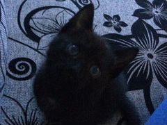 Чёрный котик с небесными глазами