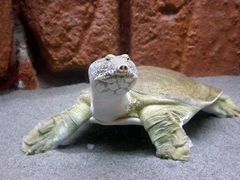 Черепаха трионекс