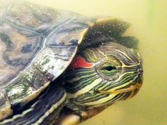 Черепаха красноухая с аквариумом