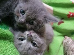 Малыши котятки