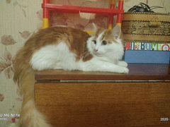 Метис мейкуна и сибирской кошки
