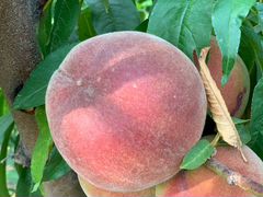 Шикарные краснодарские персики