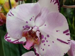 Орхидея фаленопсис Emiliya