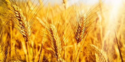 Ячмень,пшеница