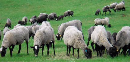 Овцы романовские породы