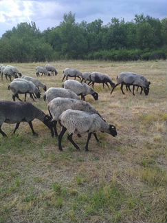Романовские овцы. Баранчики на племя